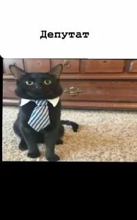 Sticker Кот депутат @TgEmodziBot - 4