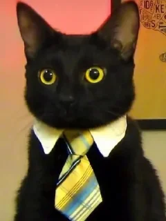 Sticker Кот депутат @TgEmodziBot - 8