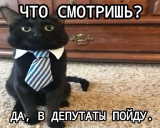 Sticker Кот депутат @TgEmodziBot - 7