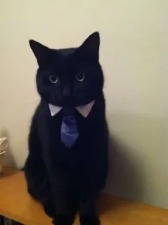 Sticker Кот депутат @TgEmodziBot - 11