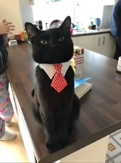 Sticker Кот депутат @TgEmodziBot - 2