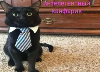 Sticker Кот депутат @TgEmodziBot - 5