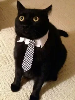 Sticker Кот депутат @TgEmodziBot - 6