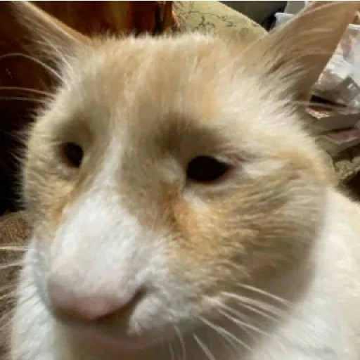 chto eto - животное