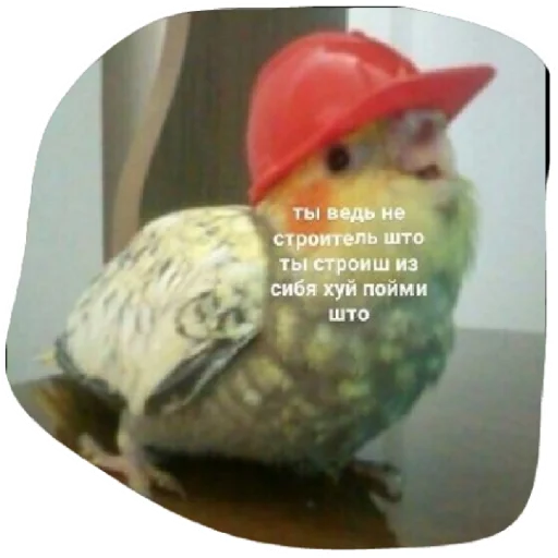 bird animal text