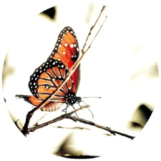 Sticker @DoQusTiefsinn - 5