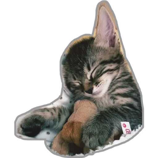 кошки малого и среднего размера животное домашняя кошка