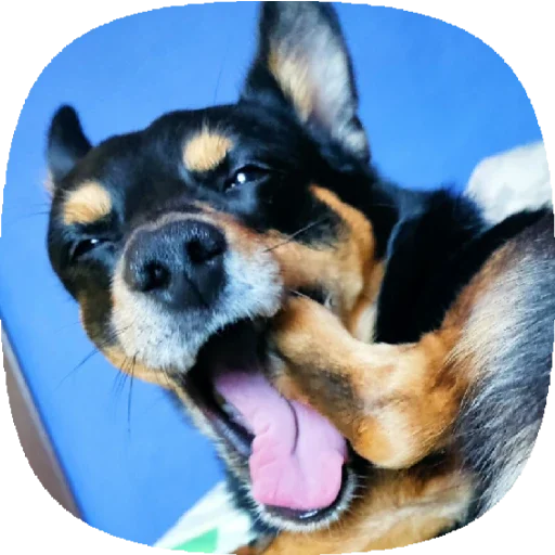 Стикер Tolik&Nafanya - 11