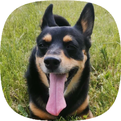 Стикер Tolik&Nafanya - 10