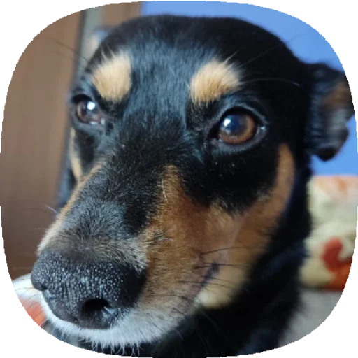 Стикер Tolik&Nafanya - 9