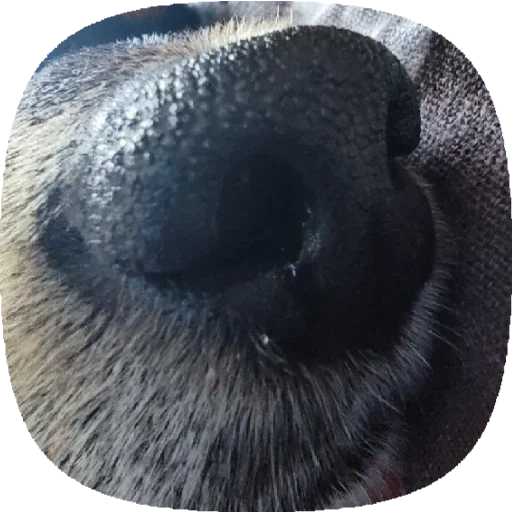 Стикер Tolik&Nafanya - 8