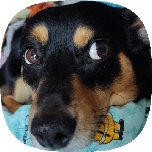 Стикер Tolik&Nafanya - 7