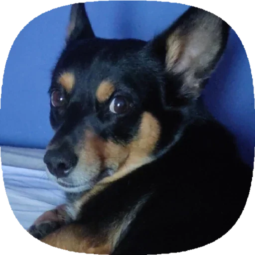 Стикер Tolik&Nafanya - 6