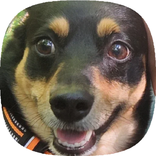 Стикер Tolik&Nafanya - 4