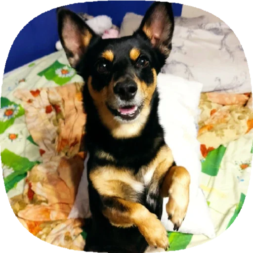 Стикер Tolik&Nafanya - 3