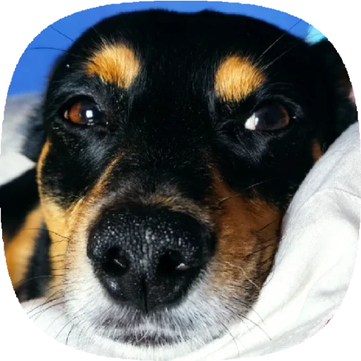 Стикер Tolik&Nafanya - 2