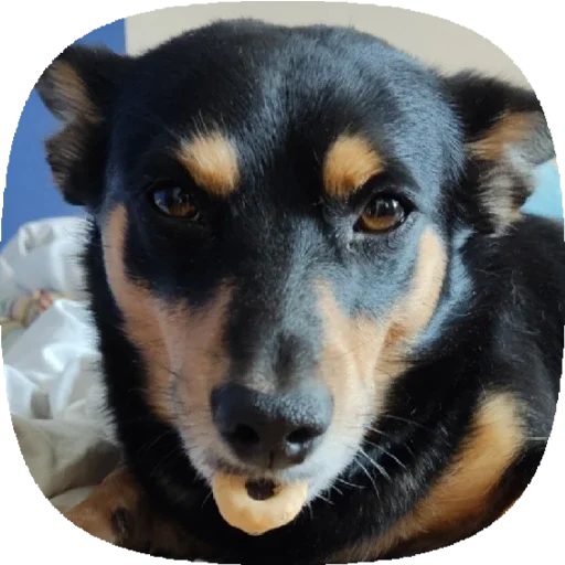 Стикер Tolik&Nafanya - 1