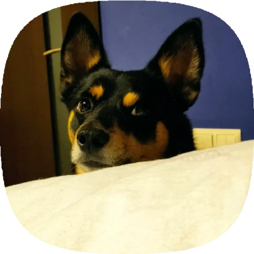 Стикер Tolik&Nafanya - 0