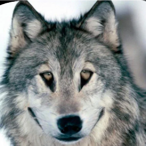 animal mammal wolf