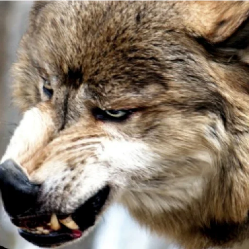 animal mammal wolf
