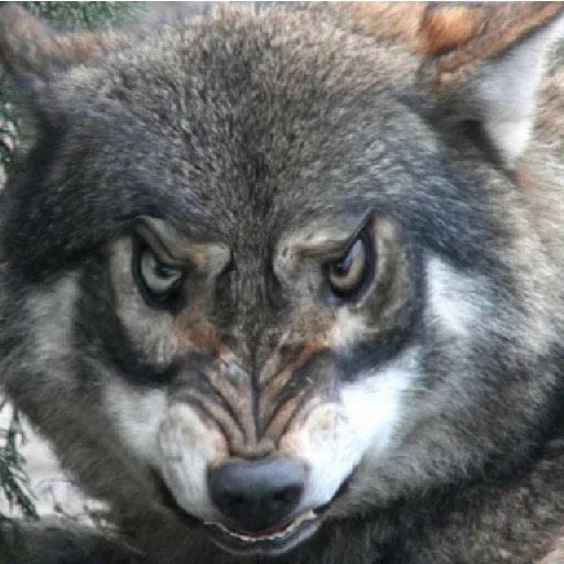 animal mammal wolf