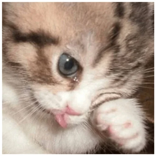 Emotions - животное