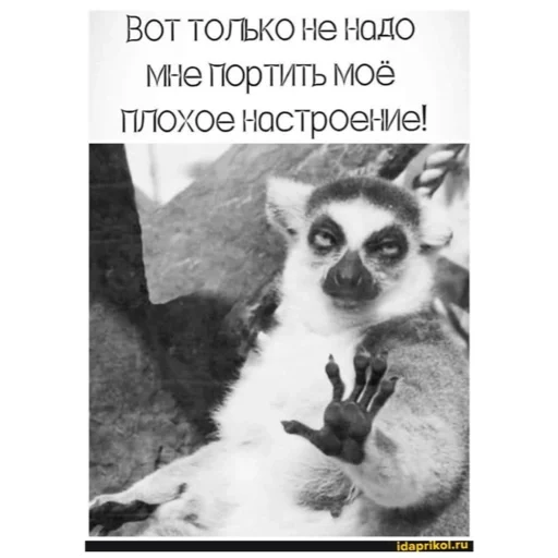 примат животное млекопитающее