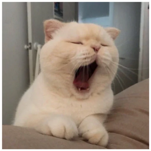 млекопитающее животное кошачьи