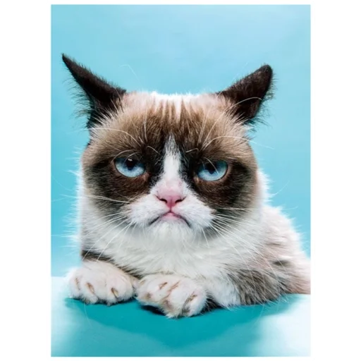 животное кошка млекопитающее