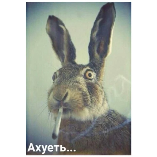 животное млекопитающее кролик