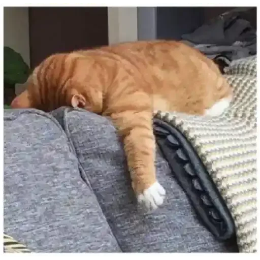 кошки малого и среднего размера животное кошачьи