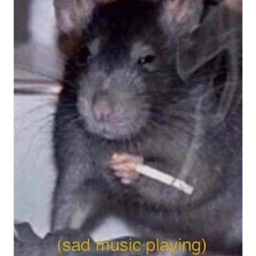 пора крысить от @zames2070 - animal