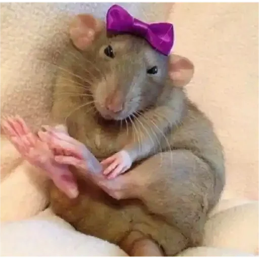 animal mammal rodent