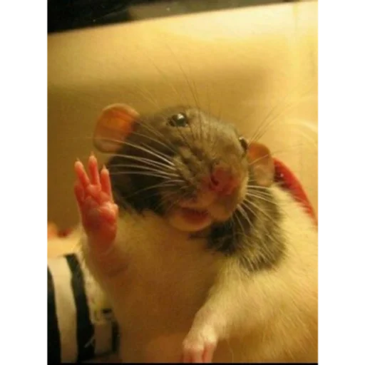 mammal animal rodent