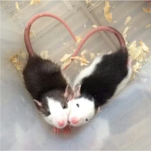 mammal animal rodent