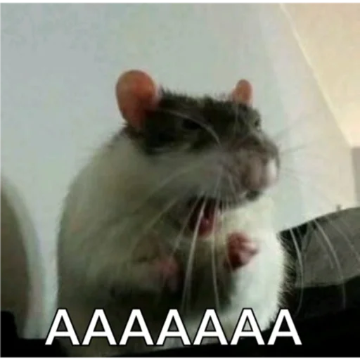 animal mammal rodent