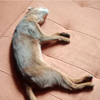 Sticker Ebaklashka 0.2 - 1