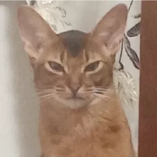 Sticker Ebaklashka 0.2 - 8