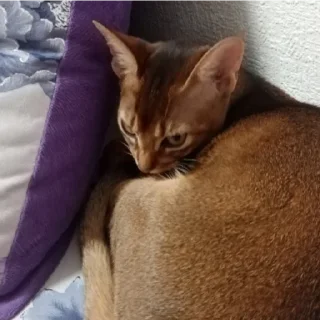 Sticker Ebaklashka 0.2 - 6