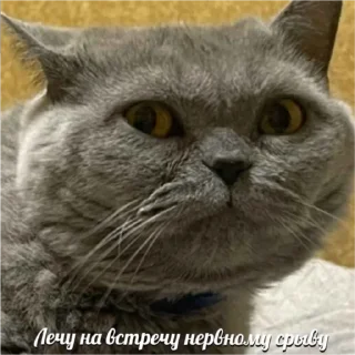 Стикер Young Masha memes - 9
