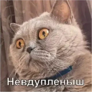 Стикер Young Masha memes - 0