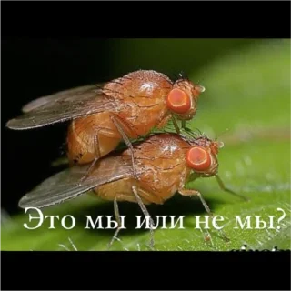 Стикер Young Masha memes - 8