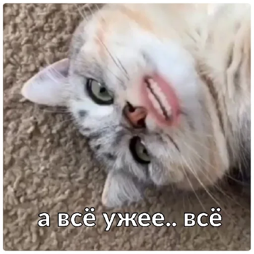 животное млекопитающее кошка