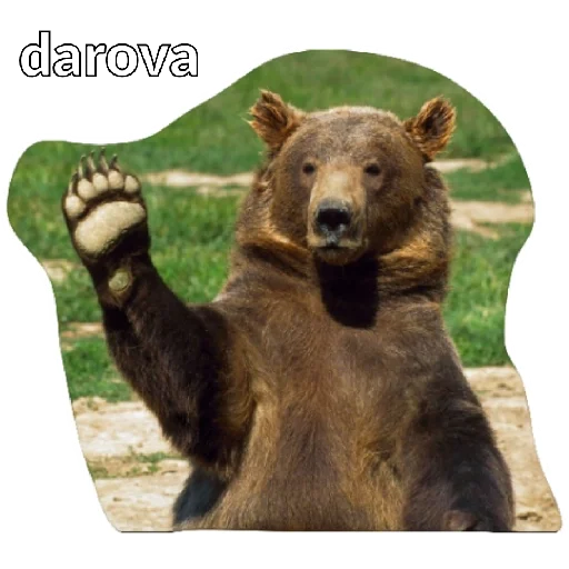 животное млекопитающее медведь