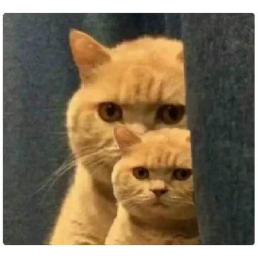 млекопитающее животное кошка