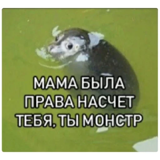 СМС животное морские млекопитающие