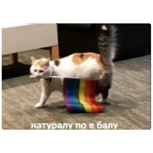 домашнее животное кошка радуга