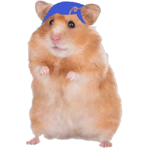 animal mammal hamster