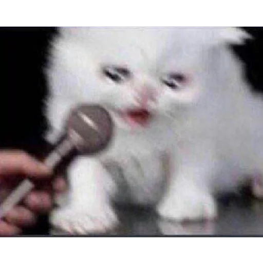 small to medium-sized cats cat kitten