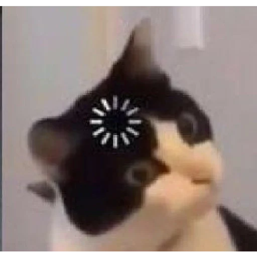 text small to medium-sized cats cat